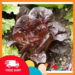 Combo 3 gói hạt giống xà lách hoàng tử romain đỏ tặng 1 phân bón