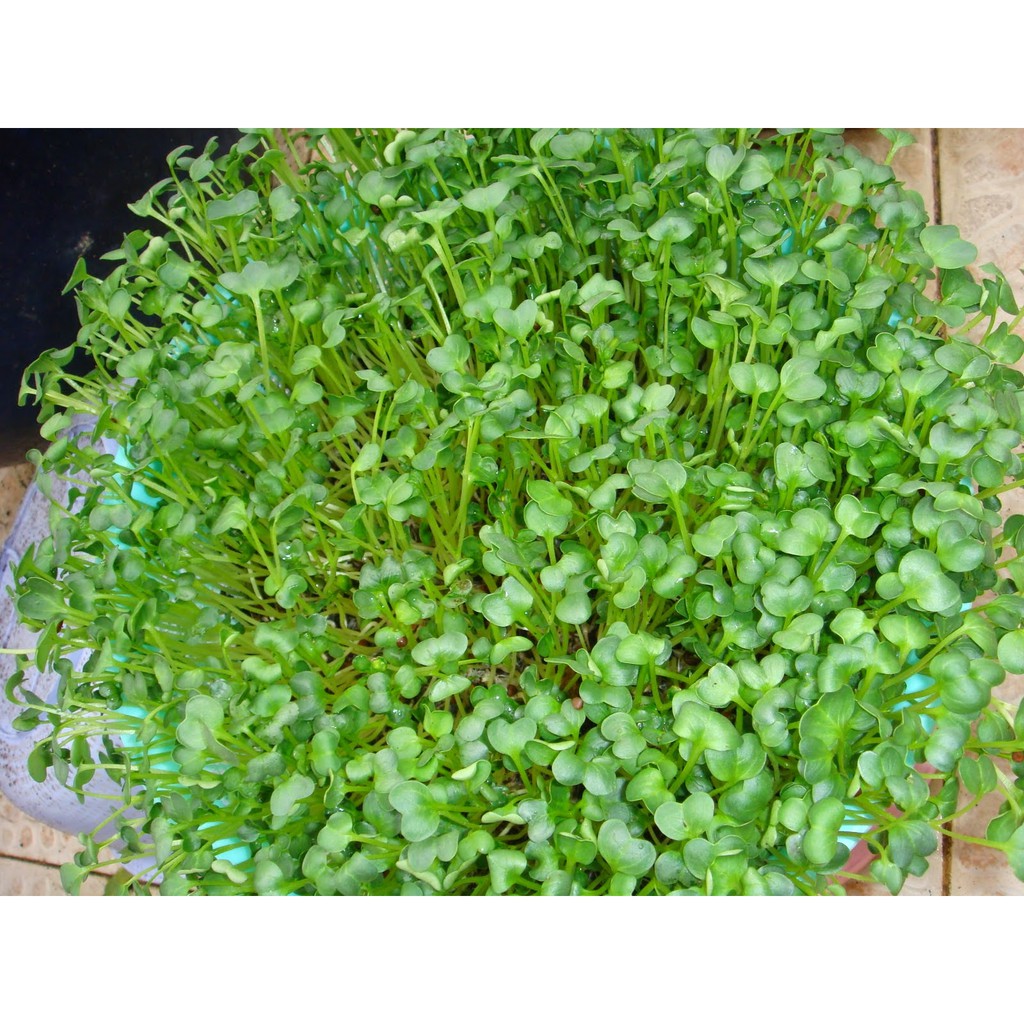 Hạt giống rau mầm Củ Cải Trắng Gói 0.5 kg