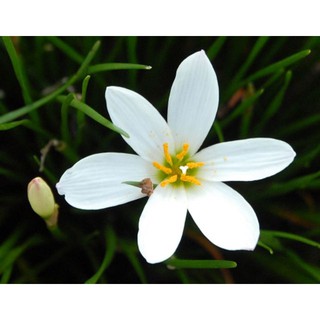 1 củ huệ mưa màu trắng