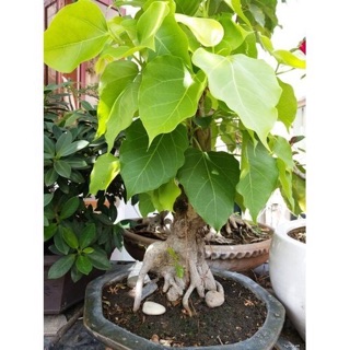 Hạt giống cây bồ đề ấn độ 1gram/gói  - STHG2