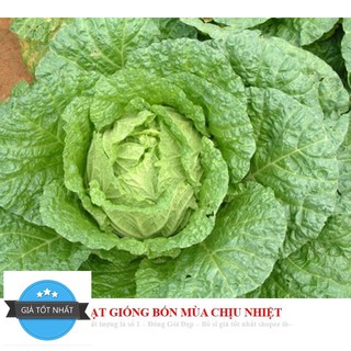 GÓI 50 HẠT GIỐNG CẢI THẢO