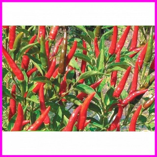 [ Hạt giống Rau] Gói 0.1g hạt giống ớt chỉ thiên siêu cay F1 - Mina Shop