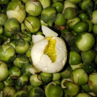 Hoa trà cổ thụ khô (500g)