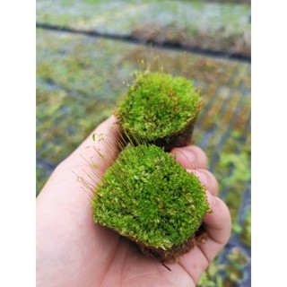 rêu phủ bể cảnh, cây cảnh rêu trâu tự nhiên