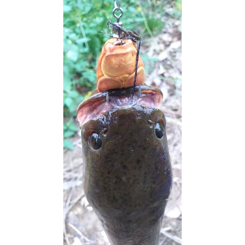 Mồi giả câu lure lóc, lure sộp mã mồi mới nhất nằm trong bộ  "Những Anh Chàng Cánh Cứng- The Beetle Boys"  chuyên lóc