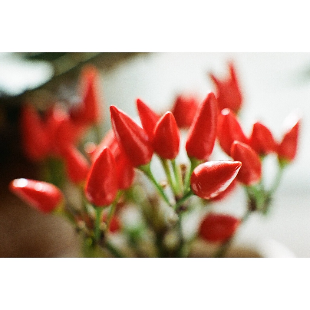 Phim Kodak Color Plus ISO 200, Màu Color, 135/35mm x 36 Kiểu, In Date Cho Máy Chụp Ảnh Film - LIIQ Flash