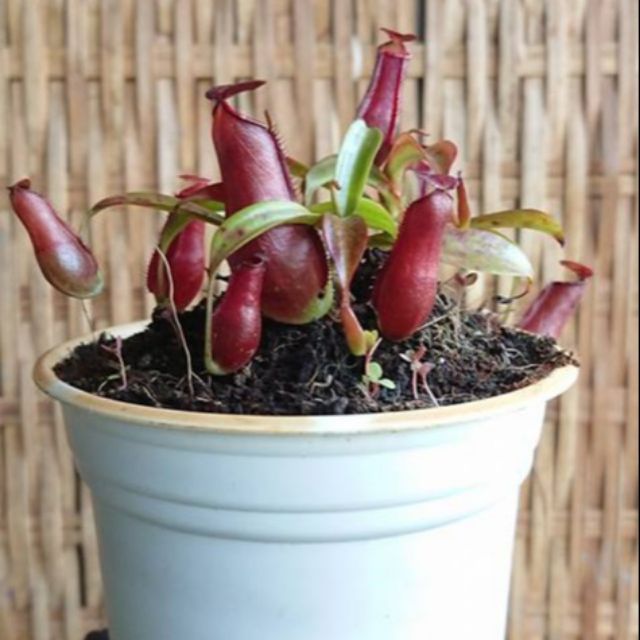 Cây nắp ấm đỏ Mirabilis x Gracilis