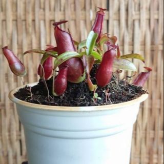 Cây nắp ấm đỏ Mirabilis x Gracilis