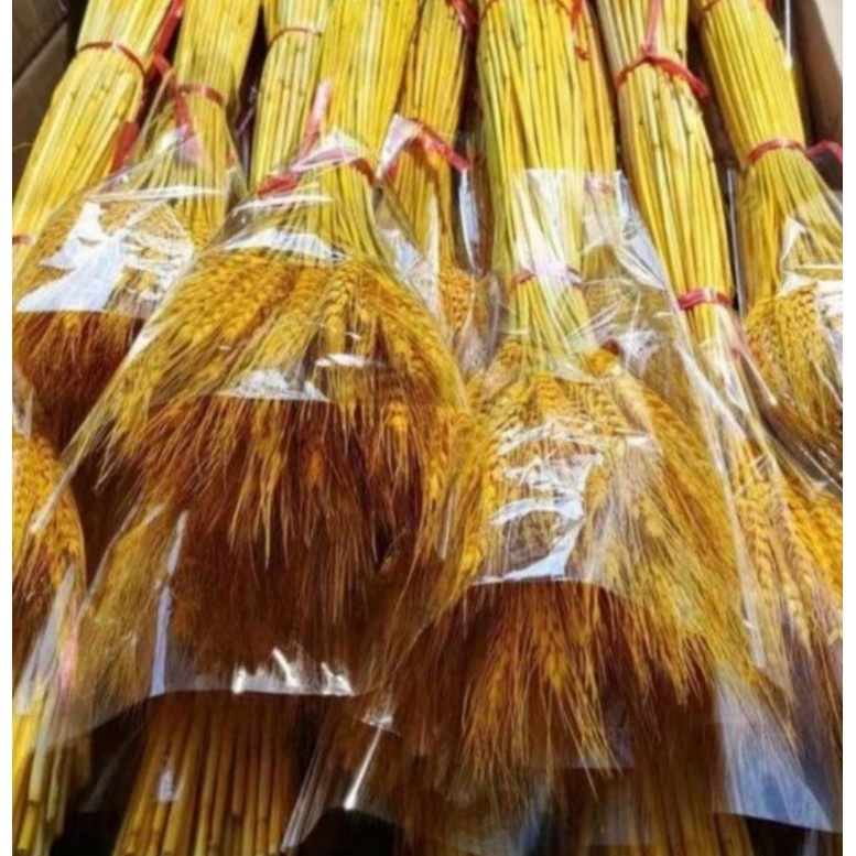 Set 100 bông lúa mạch khô trang trí decor lễ tết mang lại không khí ấm cúng no đủ may mắn lộc khí vào nhà