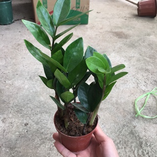 Cây kim tiền phong thủy mini để bàn,nhiều nhánh cao 15cm