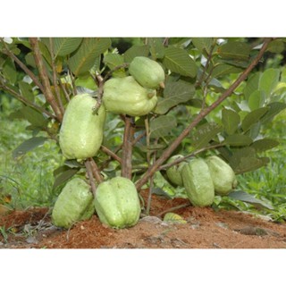 cây ổi không hạt
