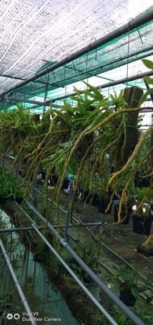 Hoàng thảo vôi