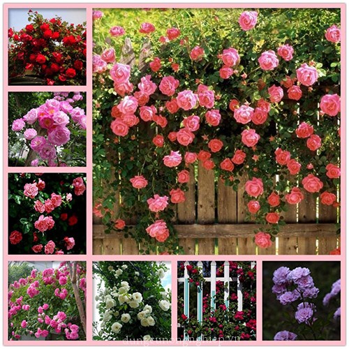 Hạt giống hoa hồng leo pháp F1 Loại mix nhiều màu dễ trồng hoa nở đẹp kháng sâu bệnh [ Gói 50gram ,100gram,200gram]