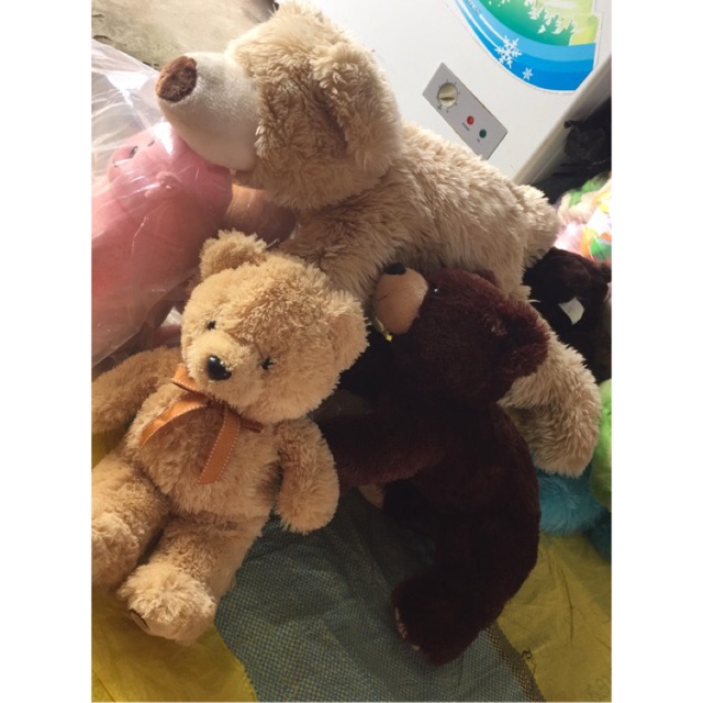 Gấu teddy