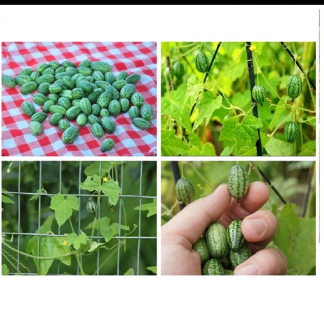 Hạt giống dưa hấu mini