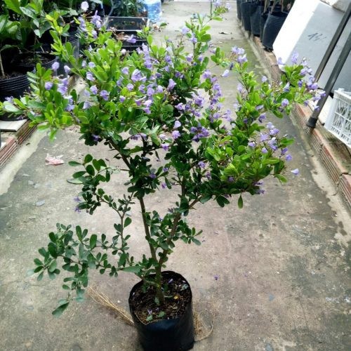 CHẬU CÂY LINH SAM  DÒNG SÔNG HINH LÁ TO- SIÊU BÔNG