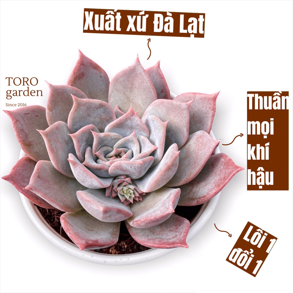 Sen đá hồng diệu Đà Lạt size trung bình cây cảnh trang trí nhà cửa Toro garden