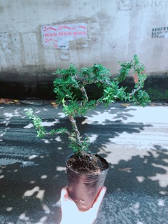 Linh Sam Bonsai