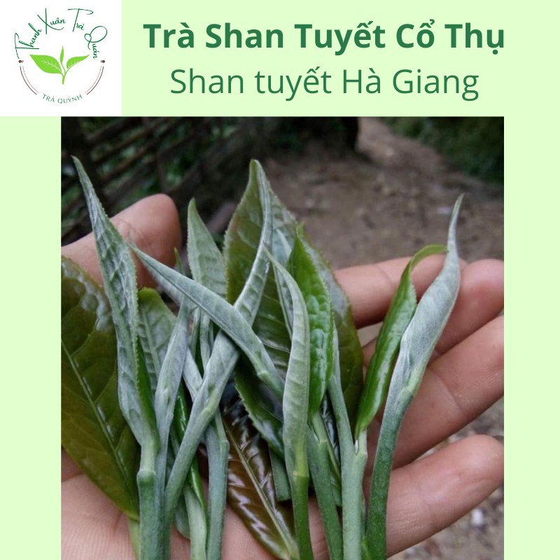 1000GR TRÀ XANH SHAN TUYẾT CỔ THỤ - Green Shan Tea HƯƠNG Đặc Biệt (Loại 300g - 500g - 1kg)