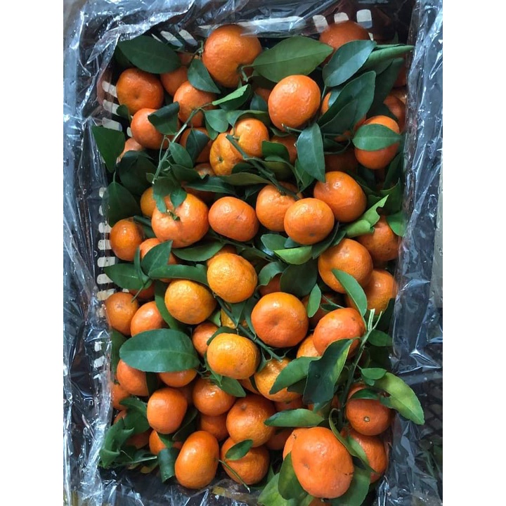 Quýt Thái Mọng Nước thơm ngon ngọt Giao Siêu Tốc 1h