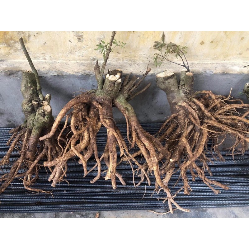 đinh lăng lá nhỏ(củ 1kg)