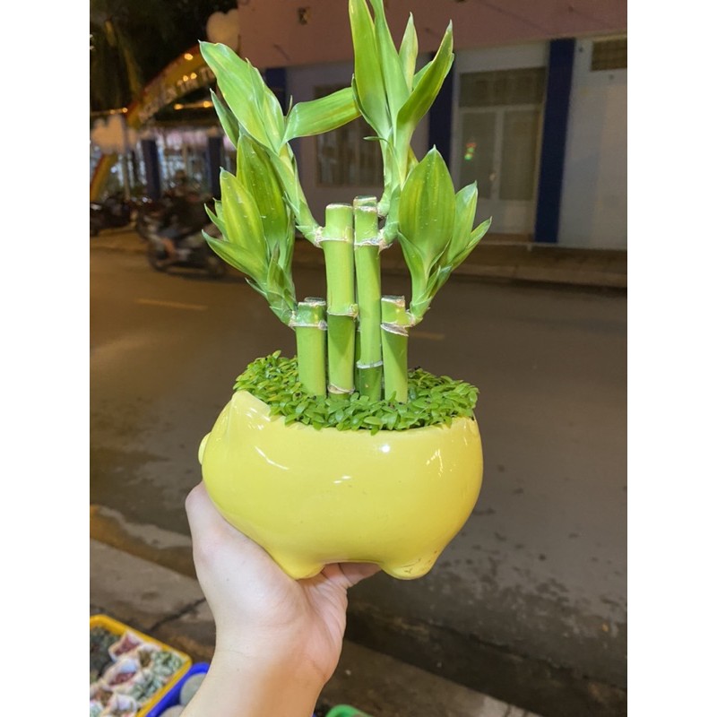 CÂY TRÚC PHÁT LỘC, PHÁT TÀI - TẶNG CHẬU SỨ KIỂU