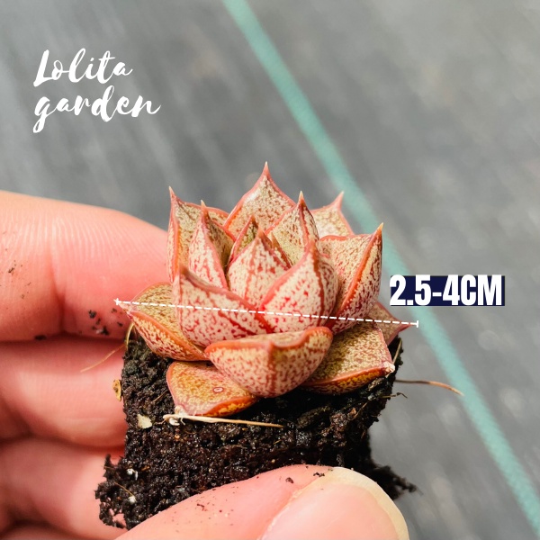Sen đá hoa hồng đen Đà Lạt size mini cây cảnh trang trí nhà cửa Lolita garden