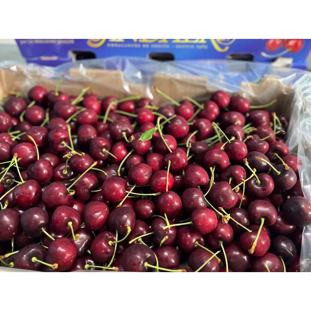 HCM Free Ship - 1kg Cherry Canada Chính Vụ Siêu Ngon Tươi Giòn Ngọt Lịm