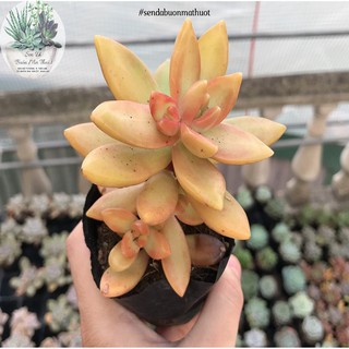 SEN ĐÁ ĐÁ CAM🧚[SIÊU ĐẸP]🧚 - SEN ĐÁ BUÔN MA THUỘT