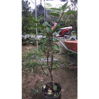 Lê Hàn quốc size nhỡ