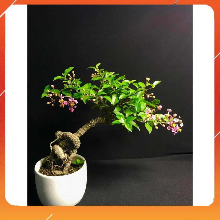 [BÁN CHẠY] CHẬU CÂY Hồng ngọc mai bonsai , CHẬU CÂY LỚN ĐẸP, GIÁ RẺ