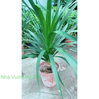 Phát Tài Núi 90cm
