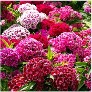 Hạt giống hoa cẩm chướng chùm nhiều màu - 1 gói 50 hạt