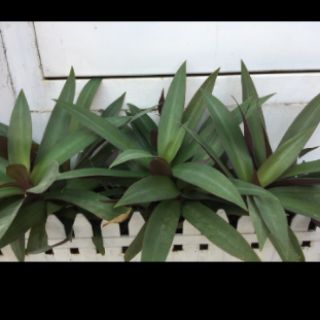 cây lẻ bạn(cây sò huyết)