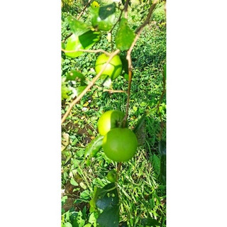 Cây giống táo thái