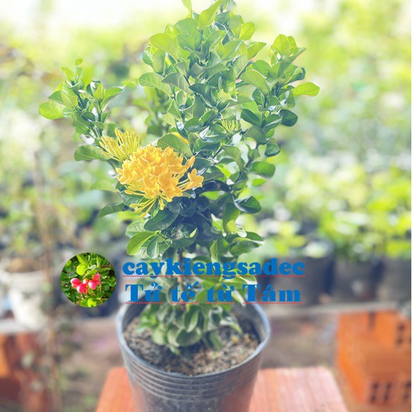 caykiengsadec Cây mẫu đơn vàng (trang vàng lá xoắn) tặng phân bón-hoa kiểng lá - trang trí nội thất cảnh quan sân vườn