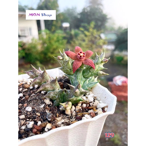 Xương rồng sao biển hoa đẹp màu hồng cam