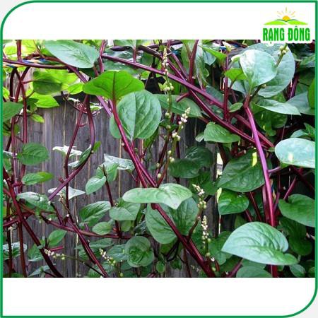 Hạt giống Mồng Tơi Đỏ dễ trồng, ít sâu bệnh, chịu nhiệt tốt - Hạt giống Rạng Đông