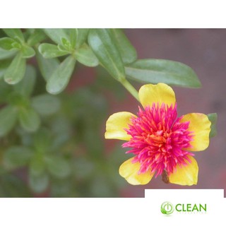 100 hạt hoa 10h sam (hoa sam)