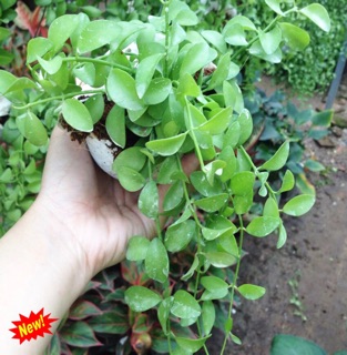 Giỏ treo lan hạt dưa 45k/giỏ