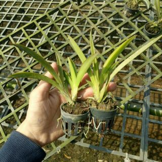Vũ nữ bút chì cây giống