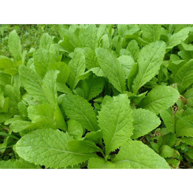 Hạt Giống Cải Bẹ Xanh Non Baby 20G