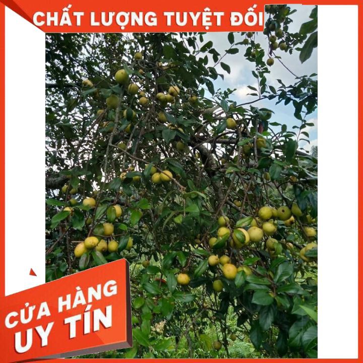 Táo mèo🍎khô Đỏ Sạch🍎Ngâm Rượu Cực Ngon🍎Loại I Nguyên Chất Không Luộc🍎Gói 1Kg