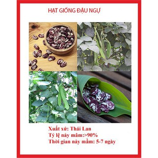Hạt giống đậu ngự - 1 gói 10 hạt -100% nảy mầm