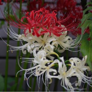 COMBO 20 CỦ HOA BỈ NGẠN