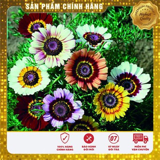 Hạt giống hoa Cúc Chi mix (100 hạt )