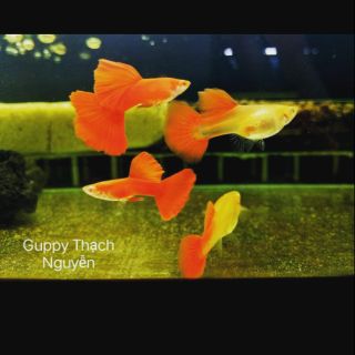 GUPPY - FULL RED FOOD
