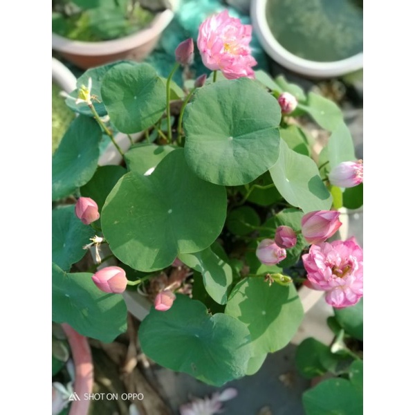 Sen Hồng Siêu Hoa - ảnh hoa thật của nông trang