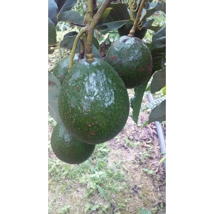 Bơ booth Lâm Đồng