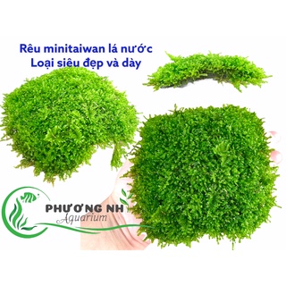 Rêu MiniTaiwan ( lá nước)
